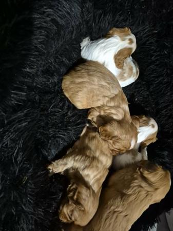 Cavalier King Charles Spaniel puppy for sale by SACRIDY