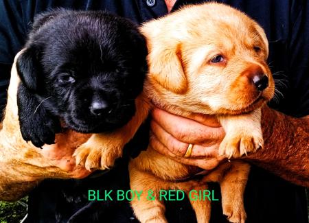 Labrador Retriever for sale by ROSEBIRD