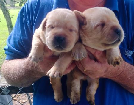 Labrador Retriever for sale by ROSEBIRD