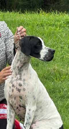 Pointer for sale by INCHARA