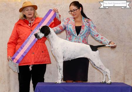 Pointer for sale by INCHARA