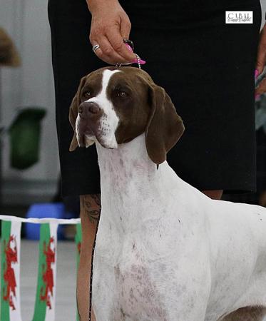 Pointer for sale by INCHARA