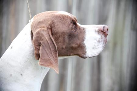 Pointer for sale by INCHARA