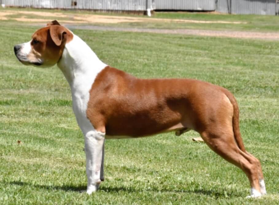 Aust Ch Nikar Split Decisions American Staffordshire Terrier - Owned by ...