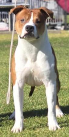 American Staffordshire Terrier for sale by NIKAR