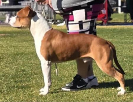 American Staffordshire Terrier for sale by NIKAR