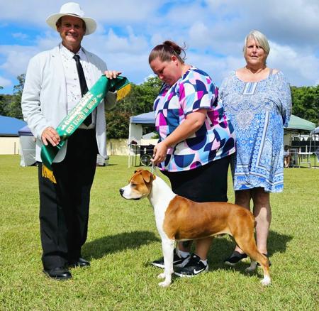 American Staffordshire Terrier for sale by NIKAR