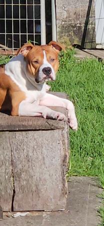 American Staffordshire Terrier for sale by NIKAR