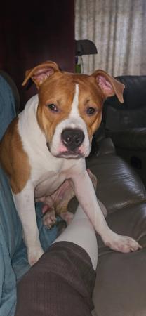 American Staffordshire Terrier for sale by NIKAR