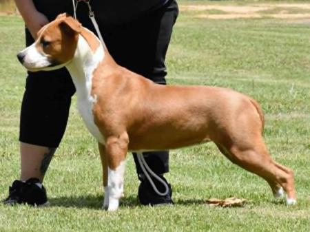 American Staffordshire Terrier puppy for sale by NIKAR