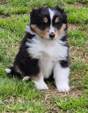 Click to view more details