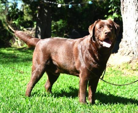 Labrador Retriever puppy for sale by SUMALABS