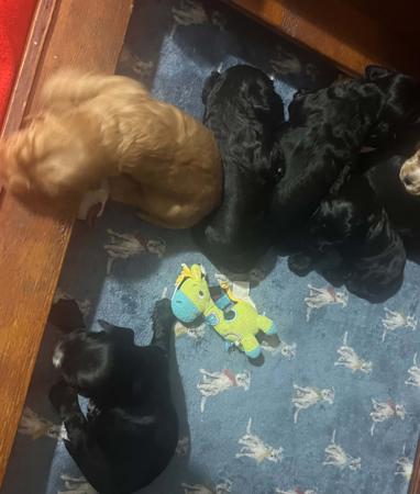 Cocker Spaniel puppy for sale by KENBELINDA