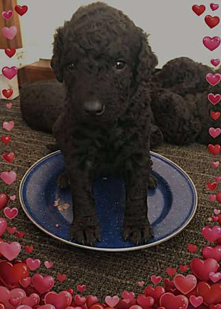 Curly Coated Retriever puppy for sale by CURLY