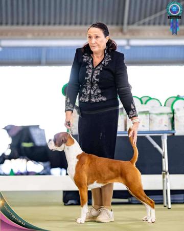 Boxer for sale by MILMAC