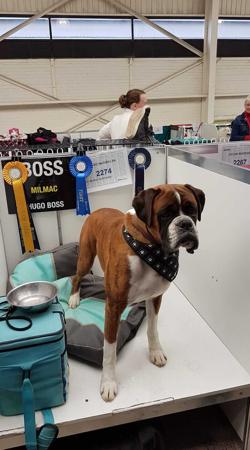 Boxer for sale by MILMAC