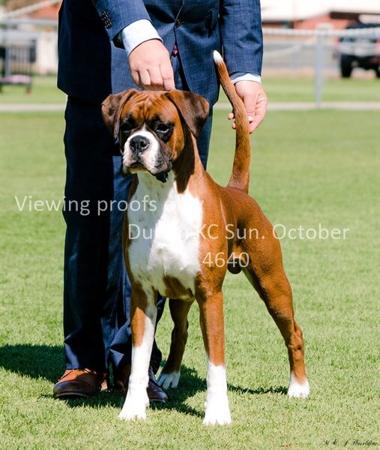Boxer for sale by MILMAC
