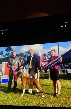 Boxer for sale by MILMAC