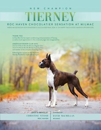 Boxer for sale by MILMAC