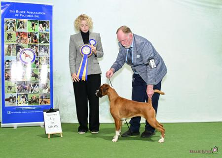 Boxer for sale by MILMAC