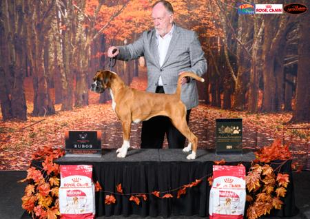 Boxer for sale by MILMAC