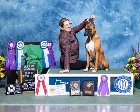 Boxer for sale by MILMAC