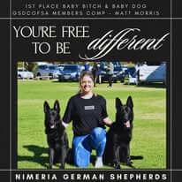 German Shepherd Dog for sale by NIMERIA
