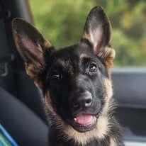 German Shepherd Dog for sale by NIMERIA