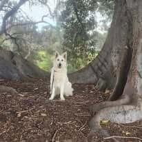 White Swiss Shepherd Dog for sale by NIMERIA