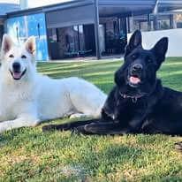 White Swiss Shepherd Dog for sale by NIMERIA