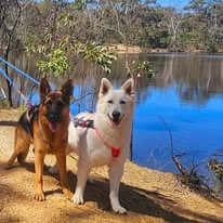 White Swiss Shepherd Dog for sale by NIMERIA