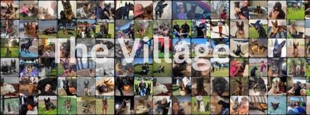 German Shepherd Dog (Long Stock Coat) for sale by NIMERIA