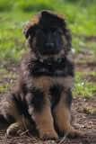 German Shepherd Dog (Long Stock Coat) for sale by NIMERIA