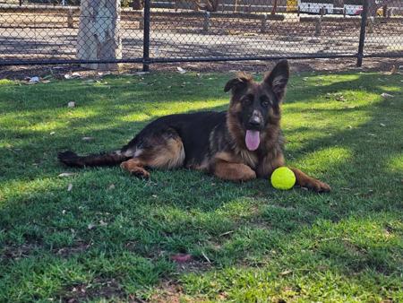 German Shepherd Dog (Long Stock Coat) for sale by NIMERIA