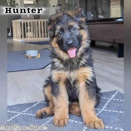 German Shepherd Dog (Long Stock Coat) for sale by NIMERIA