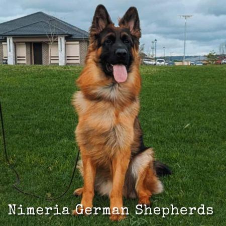 German Shepherd Dog (Long Stock Coat) for sale by NIMERIA