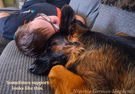 German Shepherd Dog (Long Stock Coat) for sale by NIMERIA