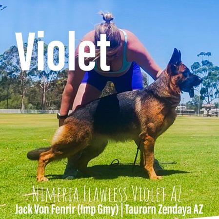 German Shepherd Dog for sale by NIMERIA