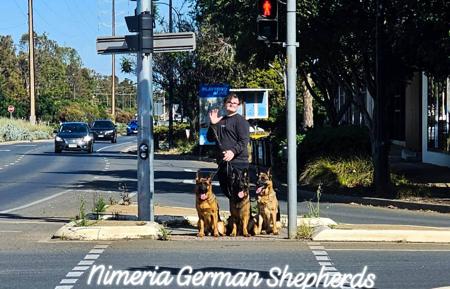 German Shepherd Dog for sale by NIMERIA