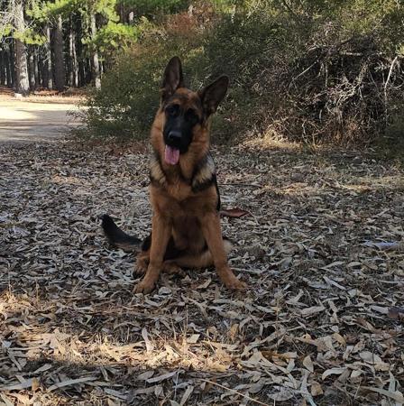 German Shepherd Dog for sale by NIMERIA