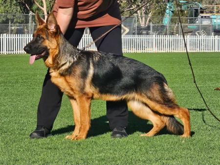 German Shepherd Dog for sale by NIMERIA