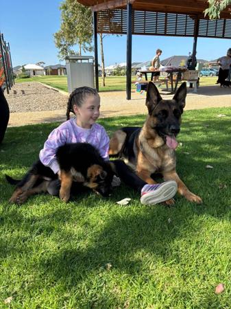 German Shepherd Dog for sale by NIMERIA