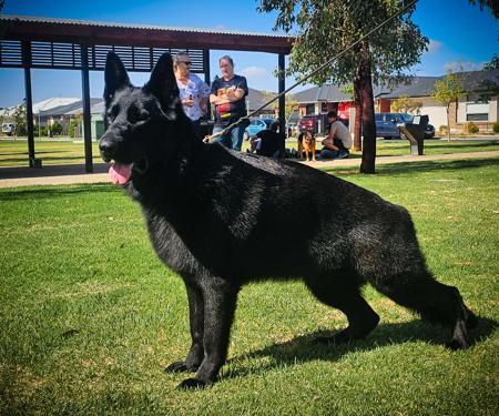 German Shepherd Dog for sale by NIMERIA