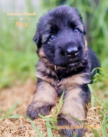 German Shepherd Dog (Long Stock Coat) puppy for sale by NIMERIA