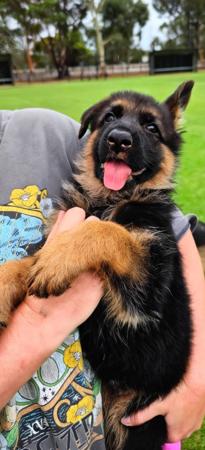 German Shepherd Dog puppy for sale by NIMERIA
