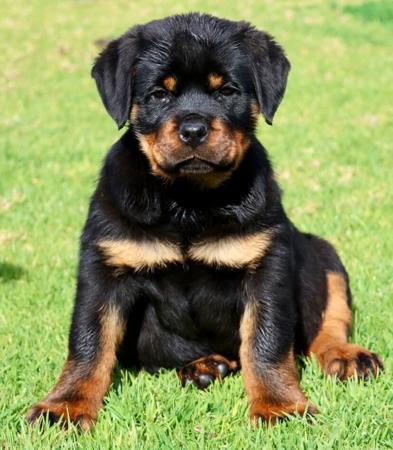 Rottweiler puppy for sale by WESTOBRI01