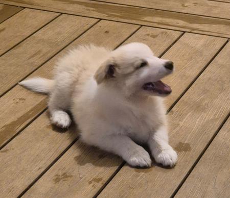 Border Collie puppy for sale by TSEFANIAH