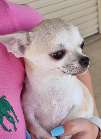 Chihuahua (Smooth Coat) puppy for sale by COUNTRYCHI