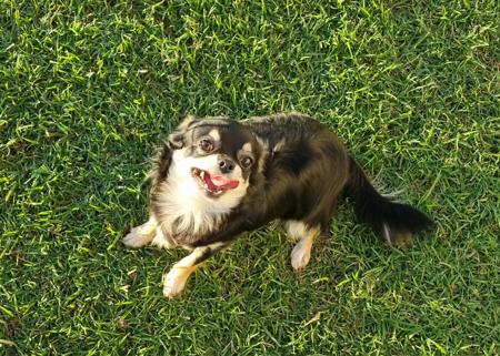 Chihuahua (Long Coat) puppy for sale by COUNTRYCHI