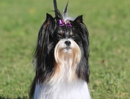 Biewer Terrier for sale by COUNTRYCHI